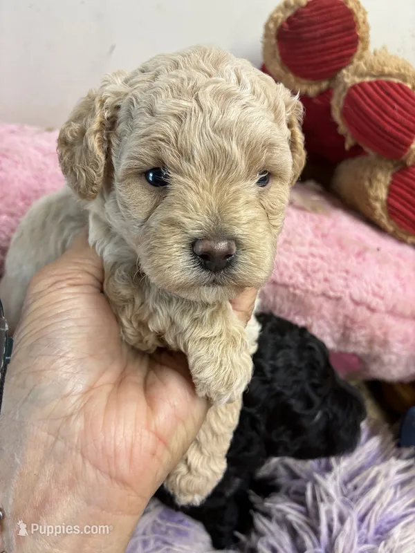 Benjy – Shihpoo puppy for sale in Concordia, KS