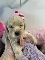 Lilly , a female Shihpoo for sale in Concordia, KS – 2 of 8