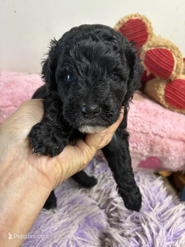 Koko – Shihpoo puppy for sale in Concordia, KS