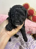 Koko, a male Shihpoo for sale in Concordia, KS – 1 of 8
