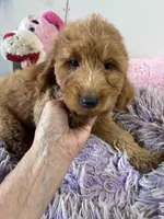 Goldilocks , a female Goldendoodle for sale in Concordia, KS – 1 of 3