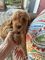 Gorgeous Pebbles , a female Goldendoodle for sale in Concordia, KS – 1 of 4