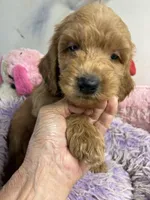 Ozzie , a male Goldendoodle for sale in Concordia, KS – 1 of 5