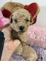 Rusty, a male Peekapoo for sale in Concordia, KS – 3 of 5
