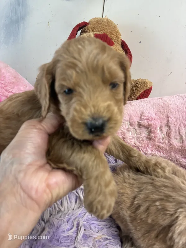 Archie  – Goldendoodle puppy for sale in Concordia, KS