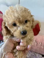 Pepe, a male Poodle - Toy  for sale in Concordia, KS – 3 of 9