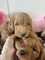 Beau , a male Goldendoodle for sale in Concordia, KS – 1 of 4