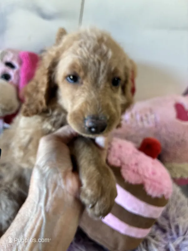 Rosie – Goldendoodle puppy for sale in Concordia, KS
