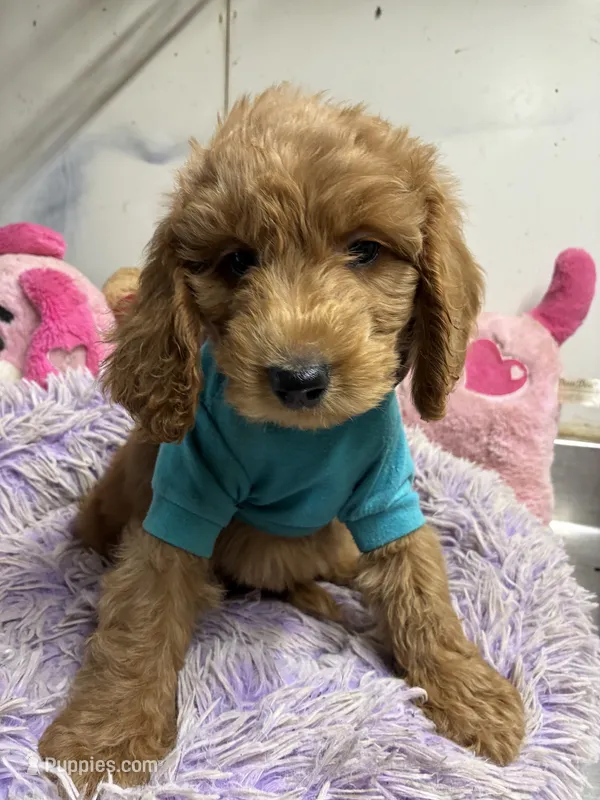Archie – Goldendoodle puppy for sale in Concordia, KS