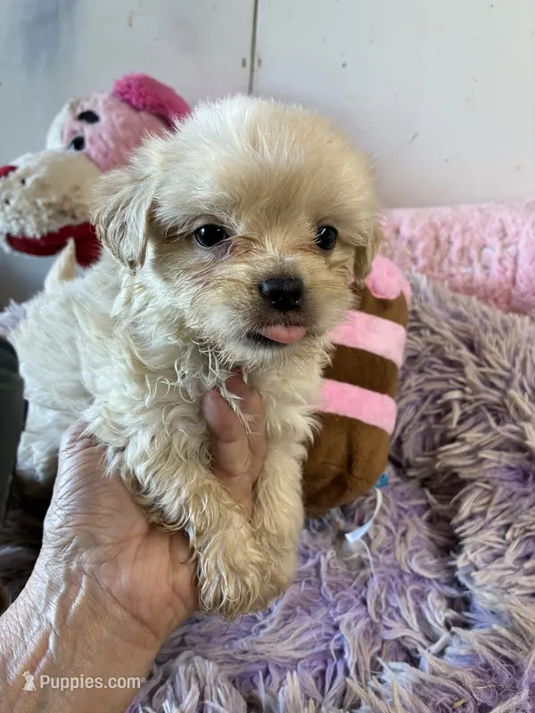 Snow White – Shihpoo puppy for sale in Concordia, KS