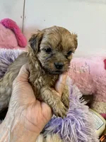 Marcy, a female Shihpoo for sale in Concordia, KS – 5 of 5