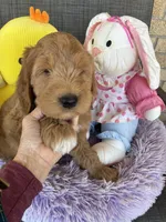 Ready to make you smile Opie, a male Goldendoodle for sale in Concordia, KS – Photo 6 of 6