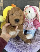 Ready to make you smile Opie, a male Goldendoodle for sale in Concordia, KS – Photo 1 of 6