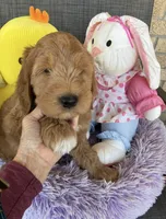 Ready to make you smile Opie, a male Goldendoodle for sale in Concordia, KS – Photo 2 of 6