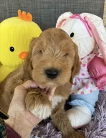 Ready to make you smile Opie, a male Goldendoodle for sale in Concordia, KS – Photo 3 of 6