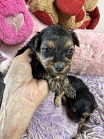 Angel , a female Shihpoo for sale in Concordia, KS – 2 of 4
