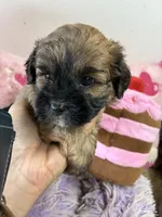 Snickerdoodle , a male Shihpoo for sale in Concordia, KS – 7 of 7