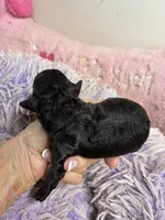 Cody , a male Shihpoo for sale in Concordia, KS – 2 of 5
