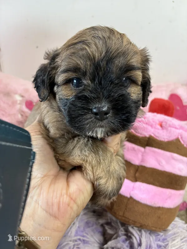 Candy – Shihpoo puppy for sale in Concordia, KS