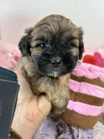 Snickerdoodle , a male Shihpoo for sale in Concordia, KS – 1 of 7
