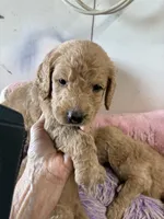 Violet , a female Goldendoodle for sale in Concordia, KS – 2 of 4