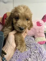 Archie, a male Goldendoodle for sale in Concordia, KS – 2 of 4