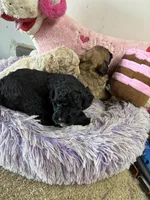 Snickerdoodle , a male Shihpoo for sale in Concordia, KS – 6 of 7