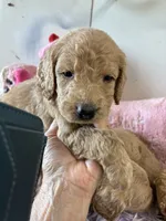 Violet , a female Goldendoodle for sale in Concordia, KS – 3 of 4