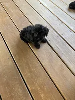 Bella, a female Yorkipoo for sale in Concordia, KS – 6 of 6