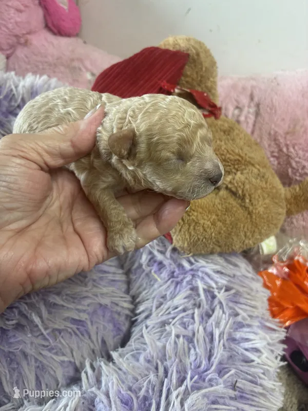 Pepe – Peekapoo puppy for sale in Concordia, KS