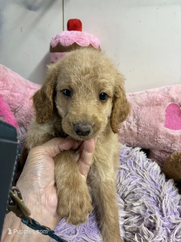 Penny  – Goldendoodle puppy for sale in Concordia, KS
