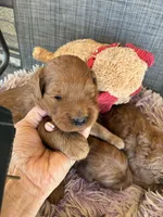 Colby, a male Goldendoodle for sale in Concordia, KS – 6 of 7