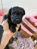 Gigi , a female Yorkipoo for sale in Concordia, KS – 2 of 3