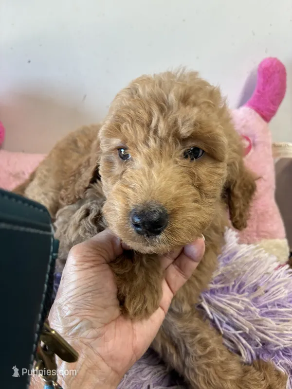 Paris – Goldendoodle puppy for sale in Concordia, KS