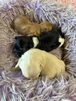 Lilly , a female Shihpoo for sale in Concordia, KS – 5 of 7