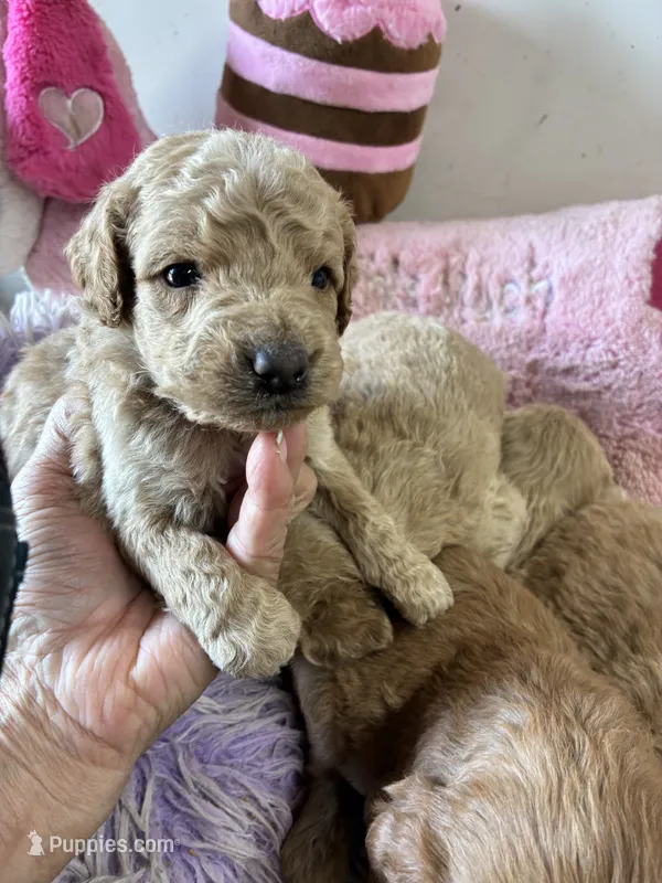 Goldilocks  – Goldendoodle puppy for sale in Concordia, KS