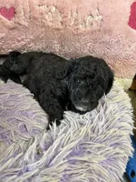 Toby, a male Shihpoo for sale in Concordia, KS – 5 of 5