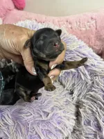 Angel , a female Yorkipoo for sale in Concordia, KS – 7 of 7