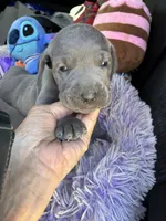 AKC Blue, a male Weimaraner for sale in Concordia, KS – 1 of 4