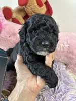 Toby, a male Shihpoo for sale in Concordia, KS – 4 of 5