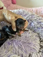 Ariel, a female Yorkipoo for sale in Concordia, KS – 7 of 7