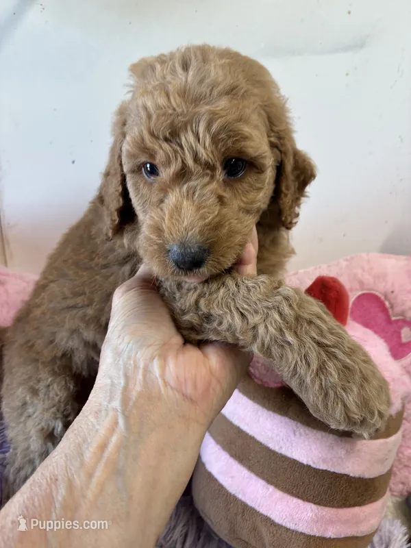 Vivian  – Goldendoodle puppy for sale in Concordia, KS