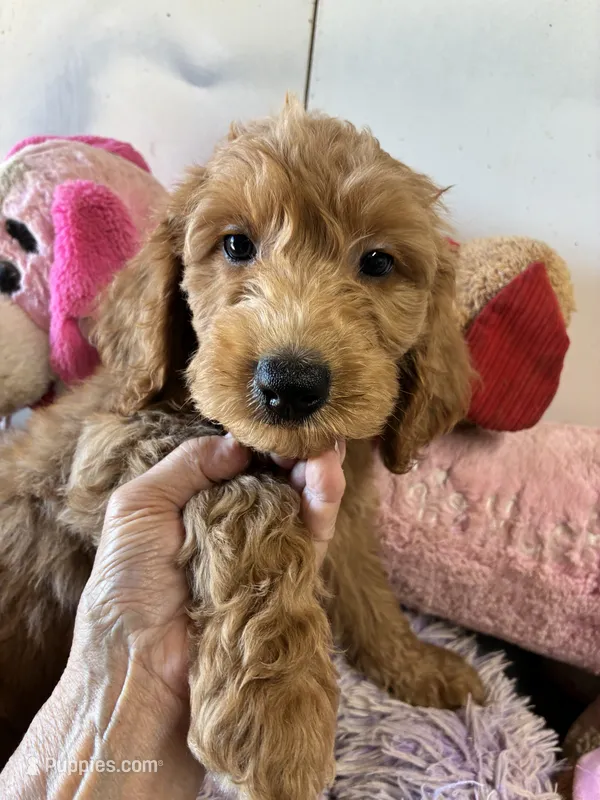 Rusty – Goldendoodle puppy for sale in Concordia, KS