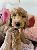 Ready To Go!  , a male Goldendoodle for sale in Concordia, KS – 1 of 2