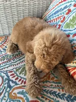 Precious Paris, a female Goldendoodle for sale in Concordia, KS – 4 of 4