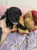 Koko, a male Shihpoo for sale in Concordia, KS – 7 of 8