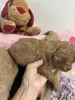 Ruby, a female Goldendoodle for sale in Concordia, KS – 7 of 7