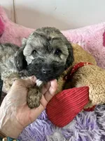 Ready to go Beau, a male Shihpoo and Shorkie for sale in Concordia, KS – 6 of 6