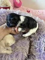 Lilly , a female Shihpoo for sale in Concordia, KS – 6 of 7