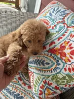 Summer , a female Goldendoodle for sale in Concordia, KS – 3 of 4